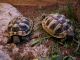 Junge Schildkröten
